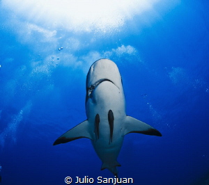 Shark in Roatan by Julio Sanjuan 